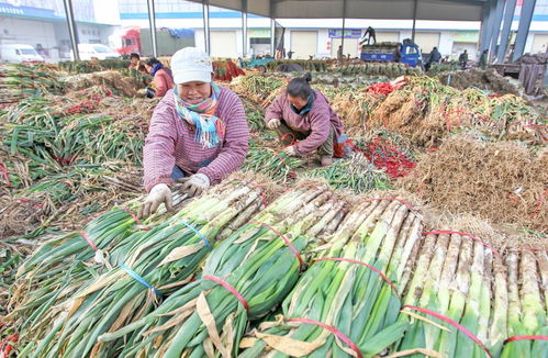 22年圓夢創城 顏值與魅力俱增，文明與發展共舞——聚焦食用農產品批發