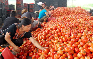 蔬菜價(jià)格持續(xù)走低 商務(wù)部監(jiān)測顯示食用農(nóng)產(chǎn)品批發(fā)價(jià)連降三周